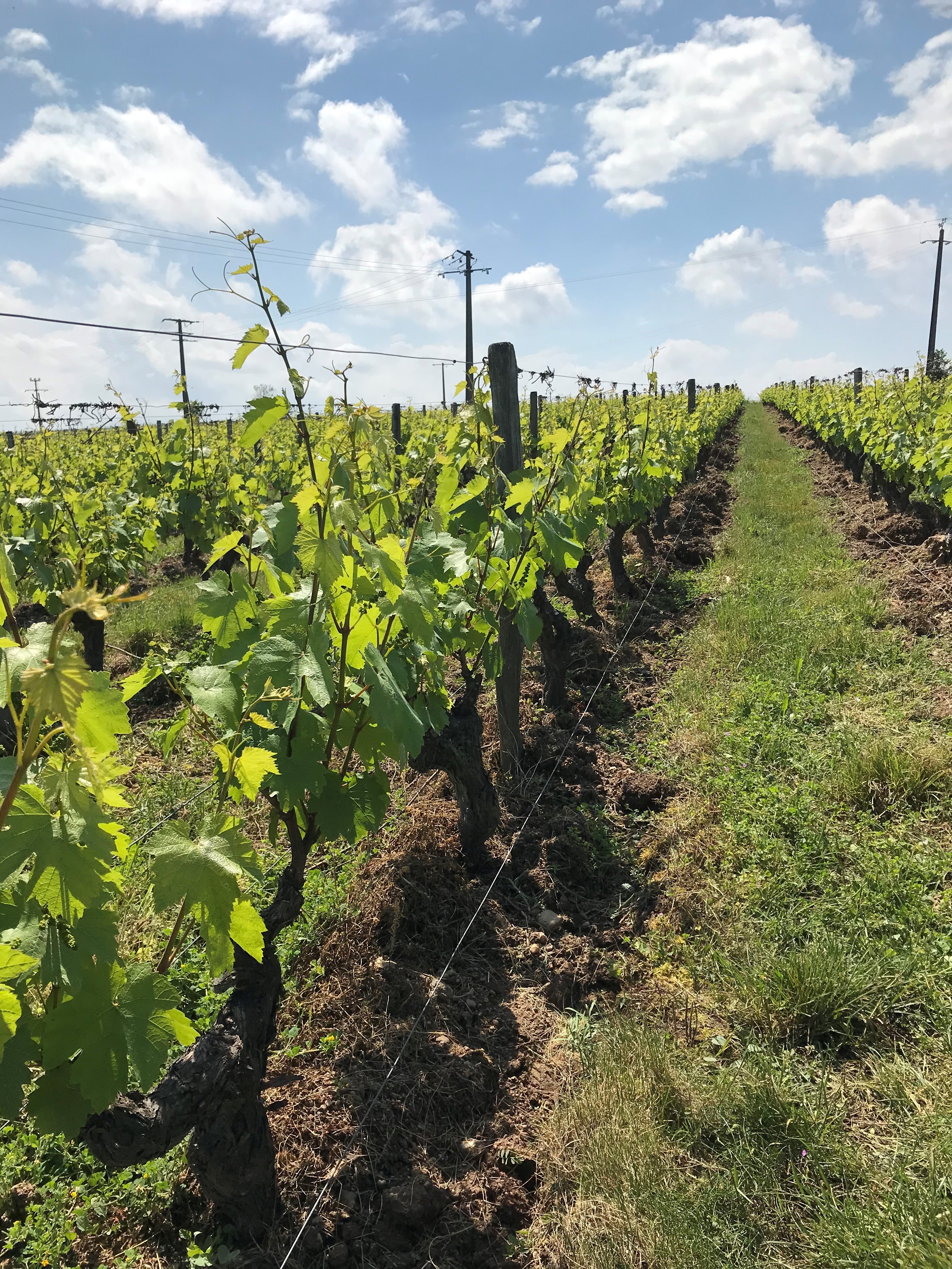 Alsace & Jura