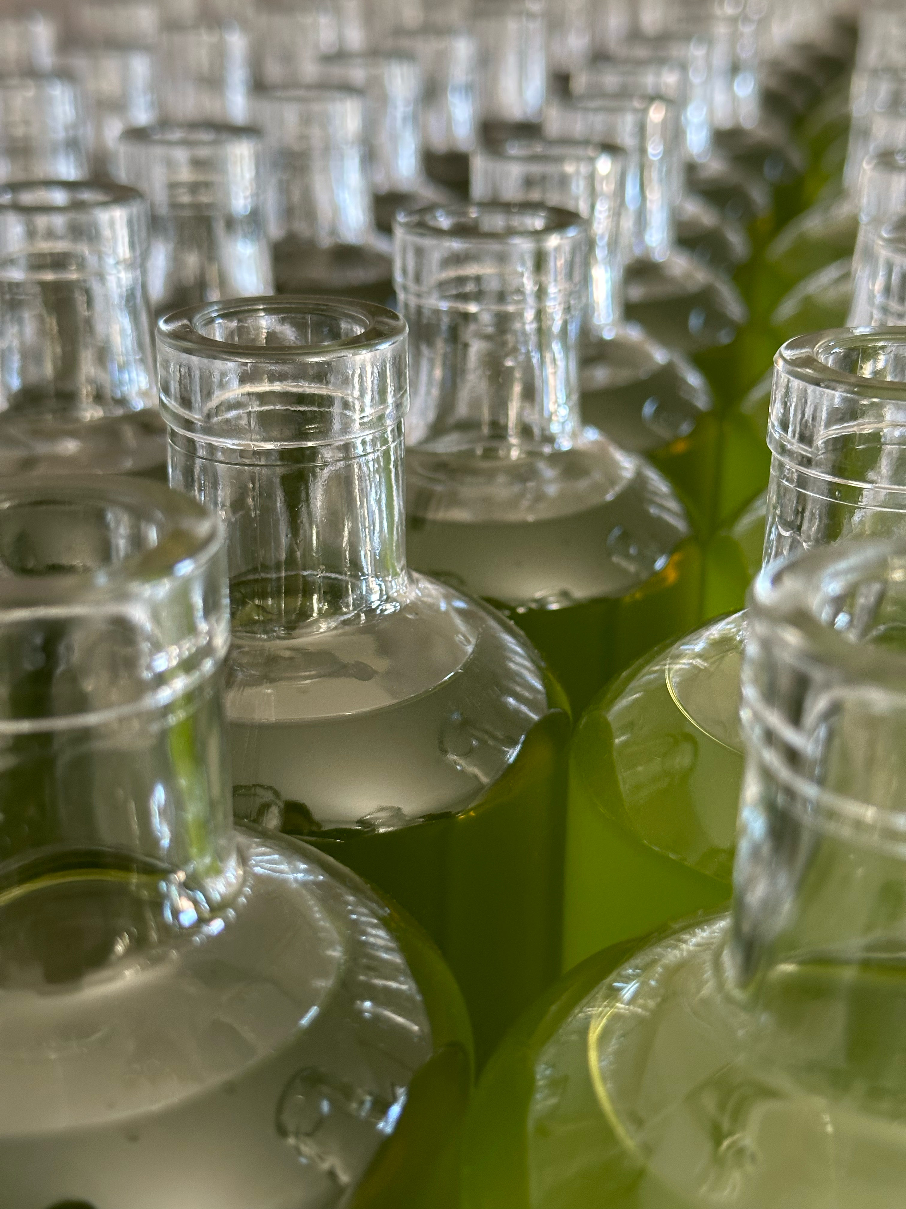 Bouteilles de liqueur de verveine alignées