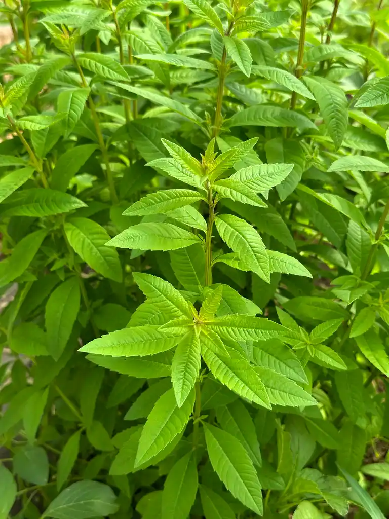 Plant de verveine