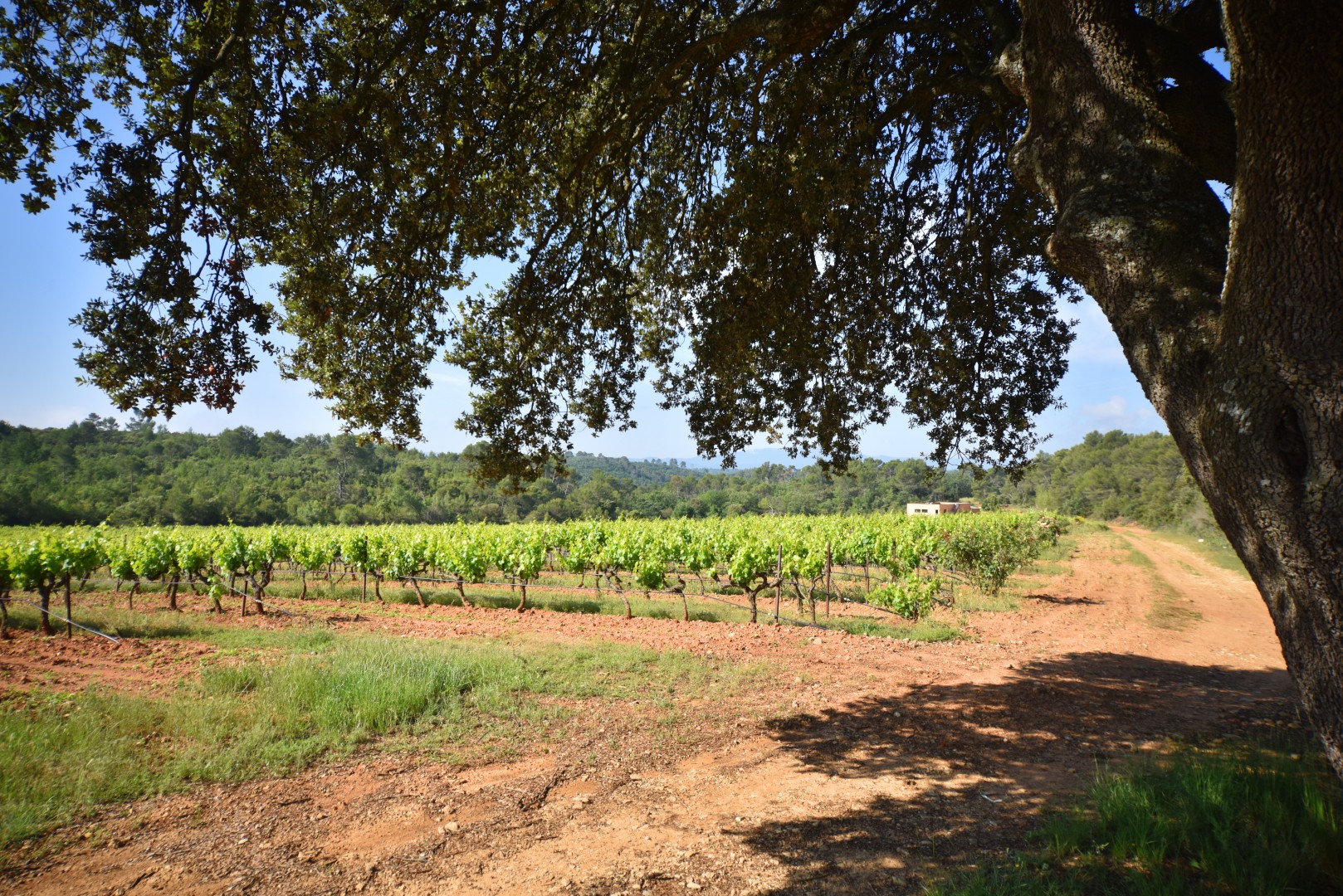 Provence & Corse